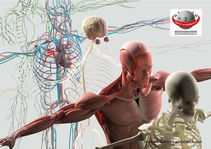 Anatomie Mensch Körperaufbau